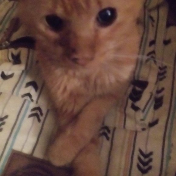 Meet your Posher, NED! - Picture 17 of 17